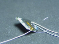 ������蓮��̗l�q